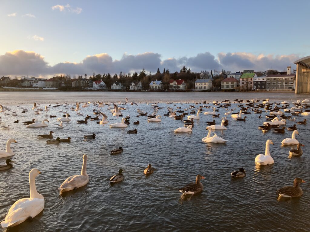 レイキャビクの街歩き中に撮った写真