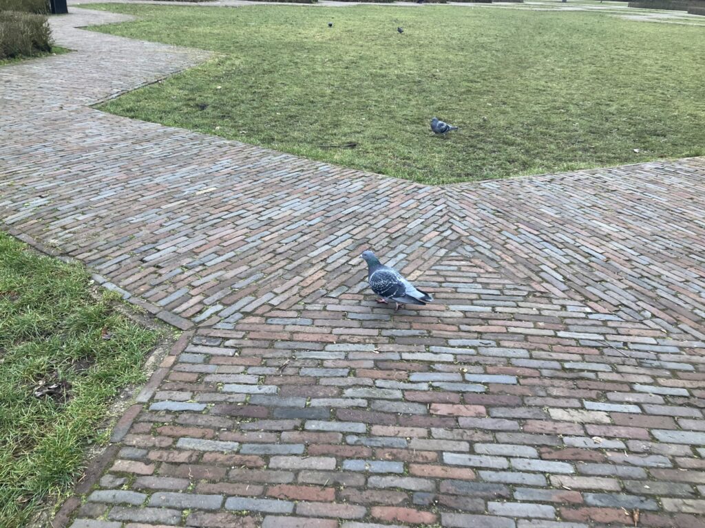 フォンデル公園で見かけた鳩