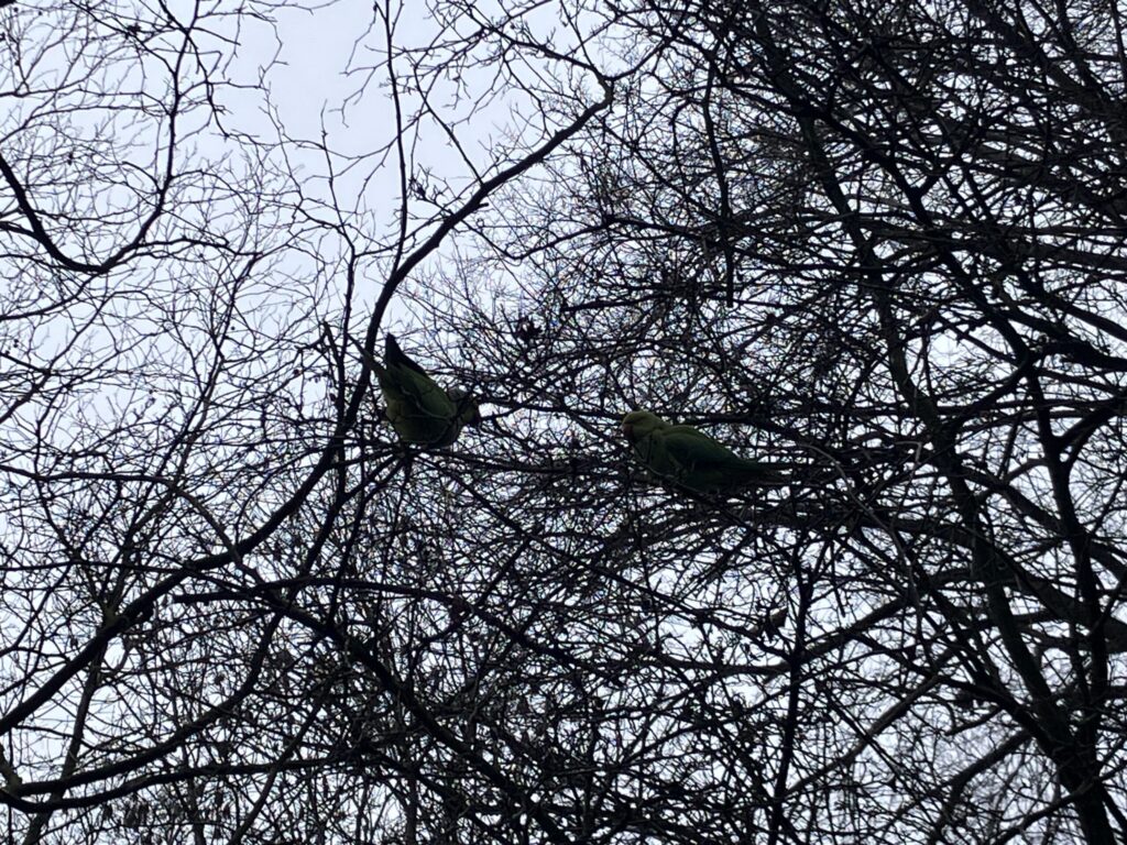 フォンデル公園で見かけたインコ