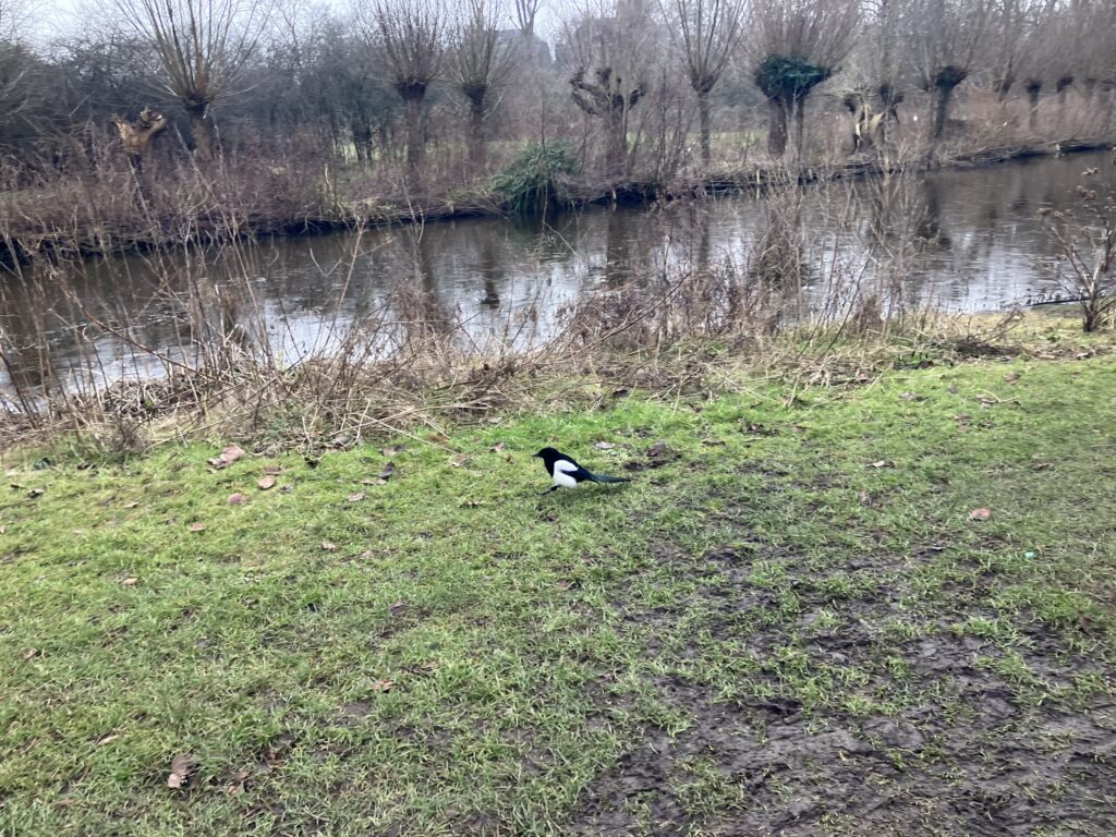 フォンデル公園で見かけたカササギ