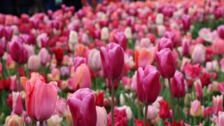 キューケンホフ公園のチューリップ畑