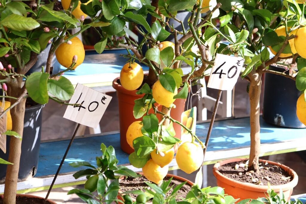 サレヤ広場の朝市のレモンの木