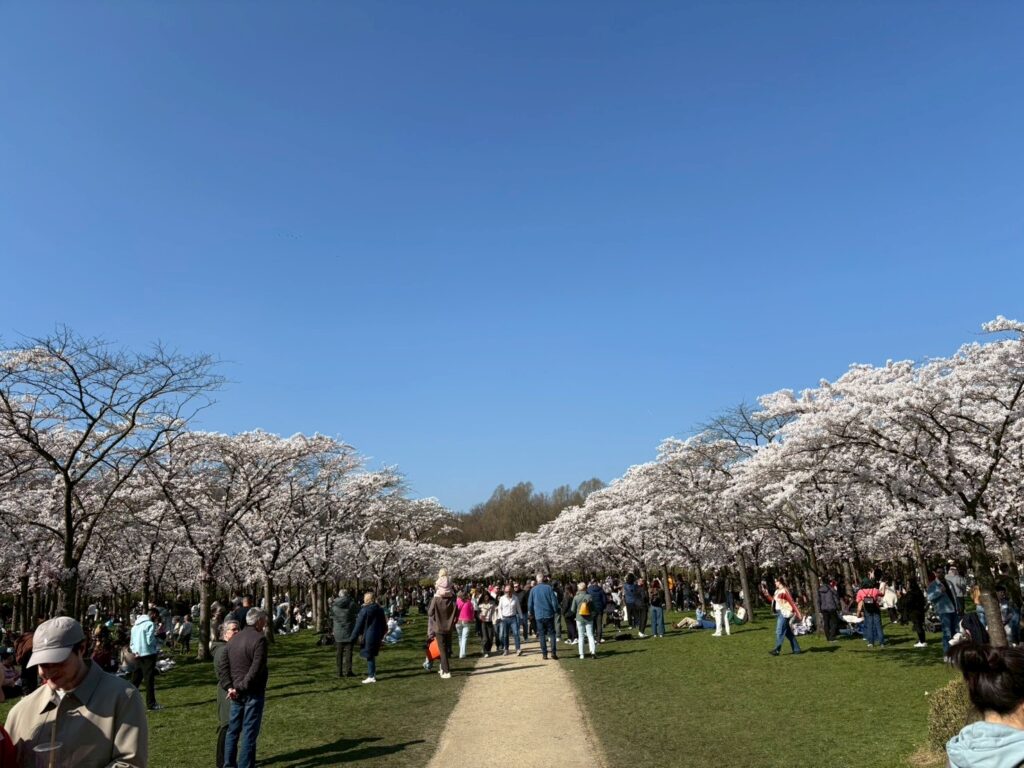 ボス公園の桜