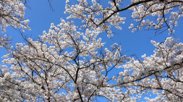 オランダの桜