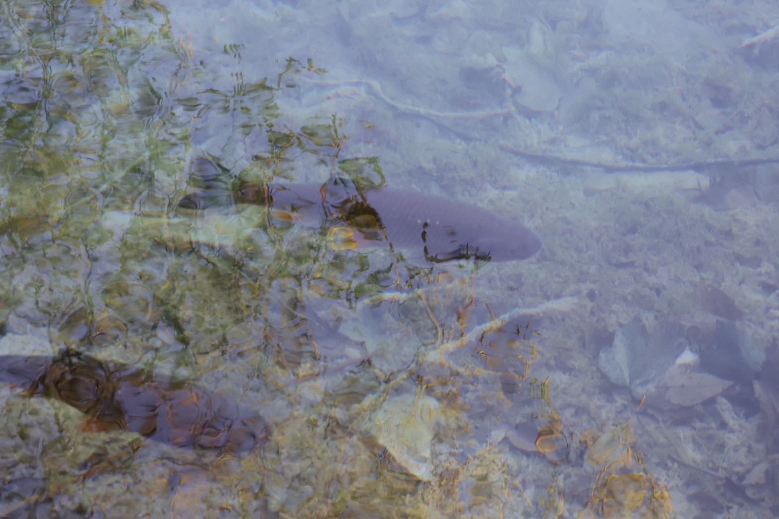 透明な水中の魚