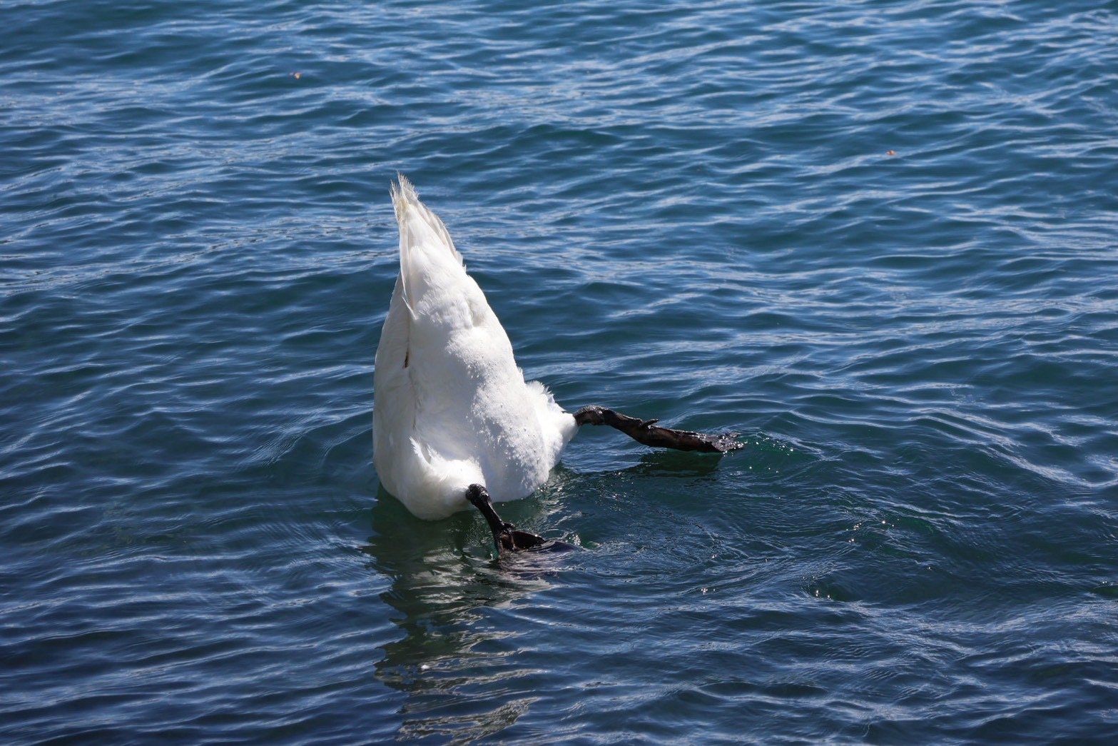 ルツェルン湖で逆さになって採餌する白鳥