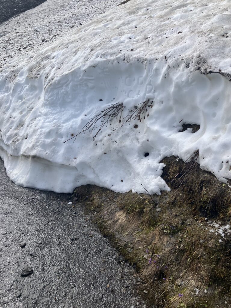 6月でもトレイル脇に残っていた雪