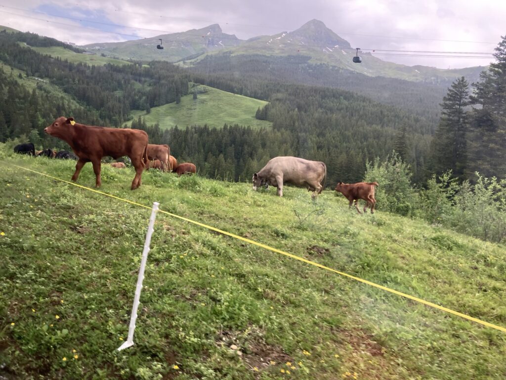 メンリッヒェン周辺の牧草地で草をはむ牛