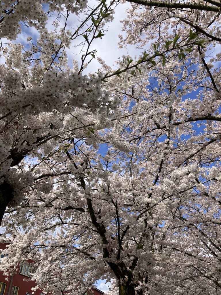 アルメレの桜のアップ