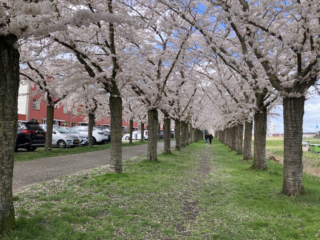 住宅街の道沿いに続くアルメレの桜並木