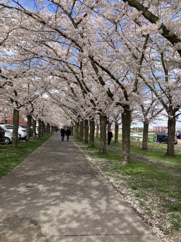 アルメレRegenboogbuurtの桜のトンネル。花びらが散る遊歩道