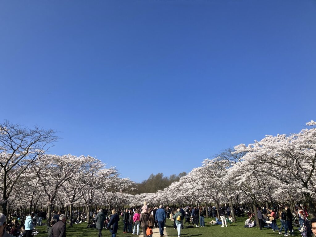 ボス公園Kersenbloesemparkの全景。満開の桜の下でピクニックする人々