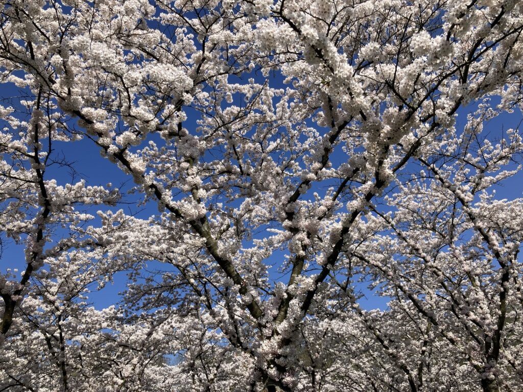 青空に映えるボス公園の満開の桜