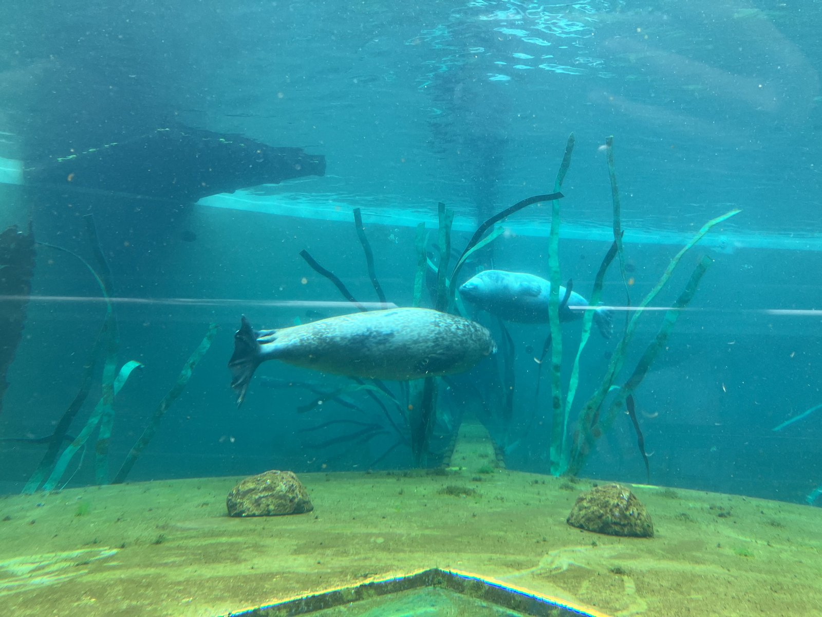 水中の窓から見えるゼニガタアザラシ