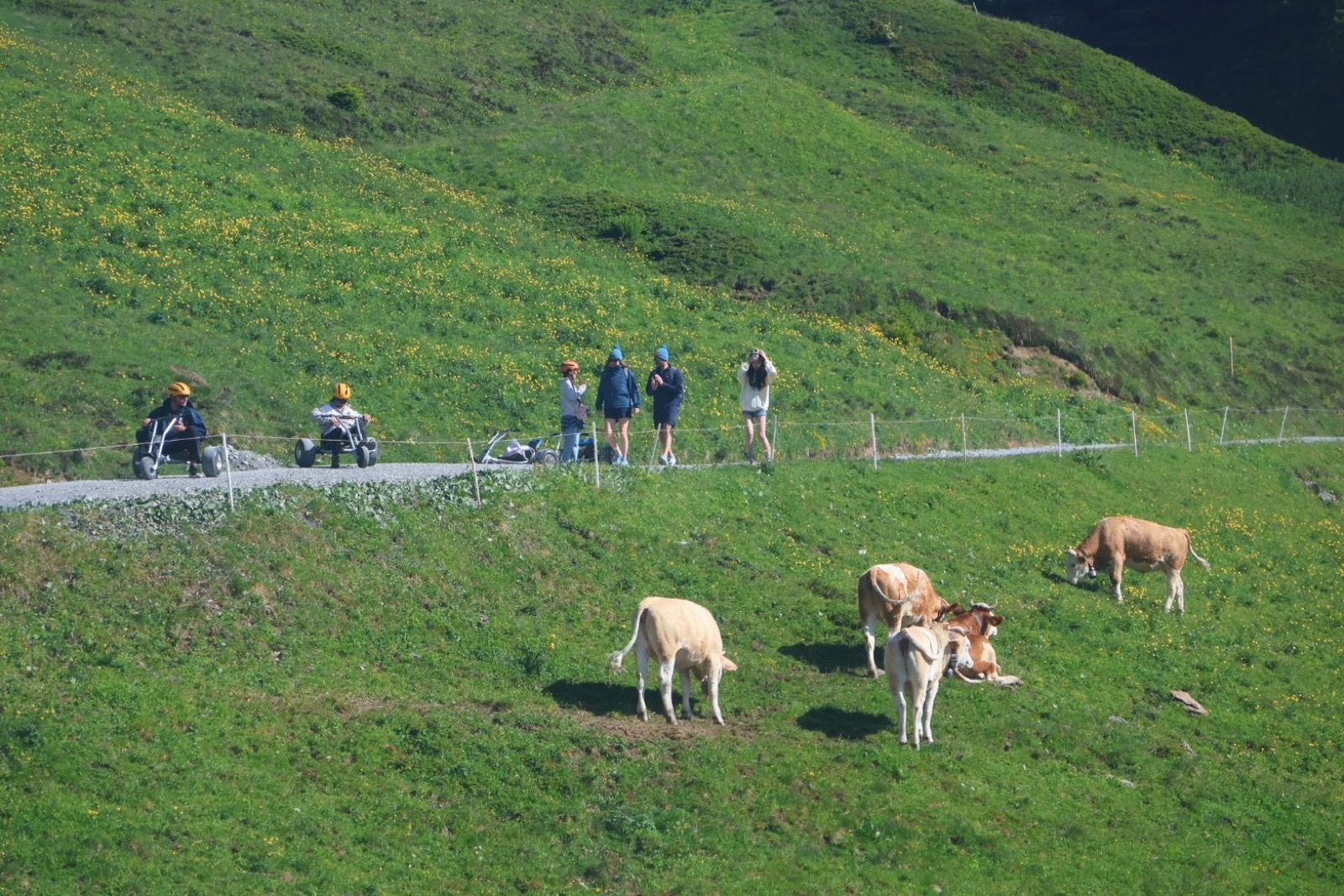 フィルストの牧草地を歩くハイカーと放牧されたスイス牛