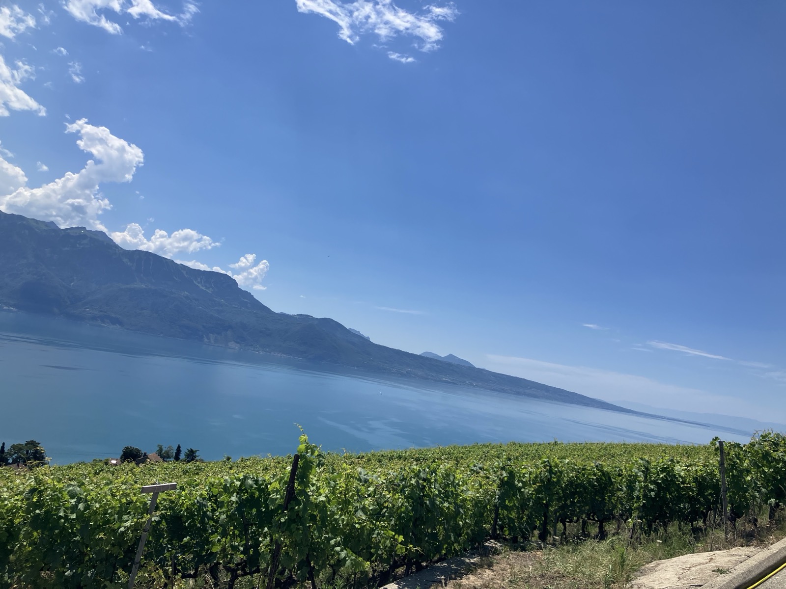 ぶどう畑越しのレマン湖。対岸にフランス側の山並み